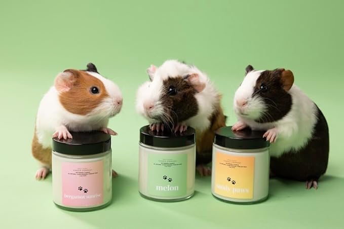 Bergamot Sunrise | Mini Pet Friendly Candle | Pet Safe | All Natural Clean Burning Soy | Non-Toxic | Dog & Cat Safe | Pet Odor Eliminator | Air Freshening Scented Candle | 4 oz