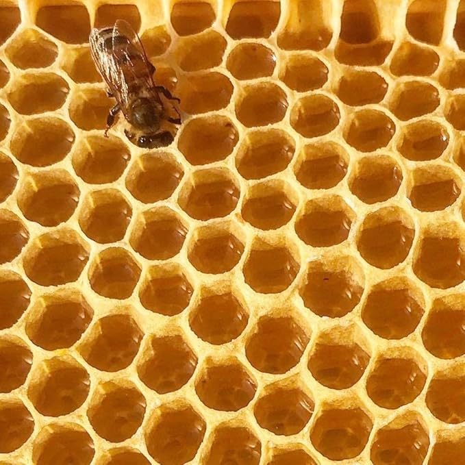 Stakich Yellow Beeswax Block - Natural, Triple Filtered - 2 Pound