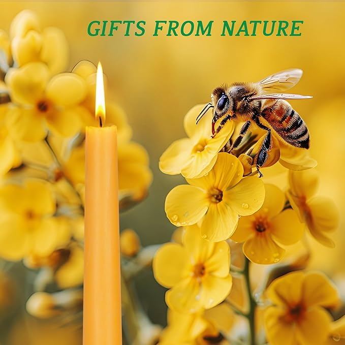 100% Pure 8 Inch Natural Bees Wax Taper Candlestick 12Pack - 8 Hours Long Burning, Smokeless, Dripless and Unscented for Home Decor Party Dinner